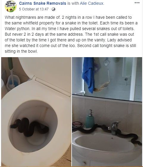 python found in the toilet in australia