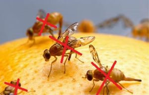 fruit flies on food