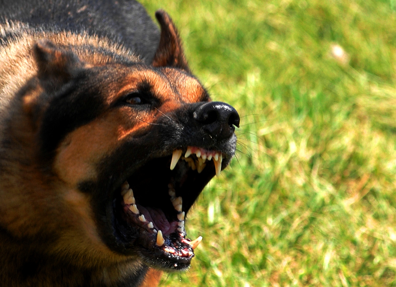 An aggressive German shepherd dog