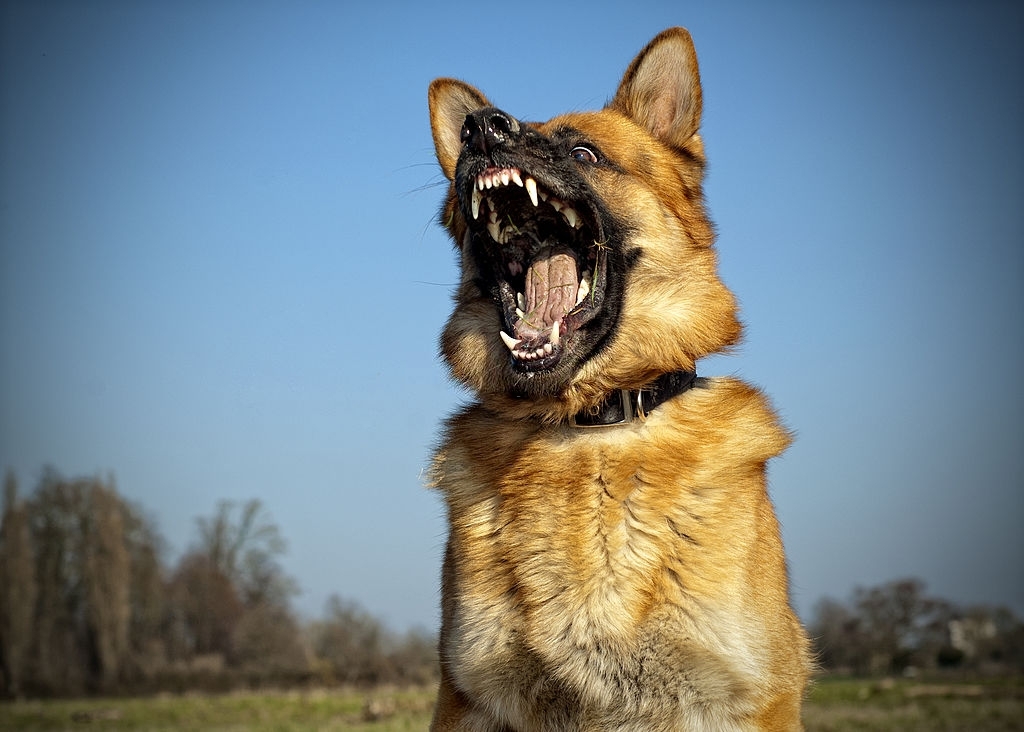 signs of dog aggression