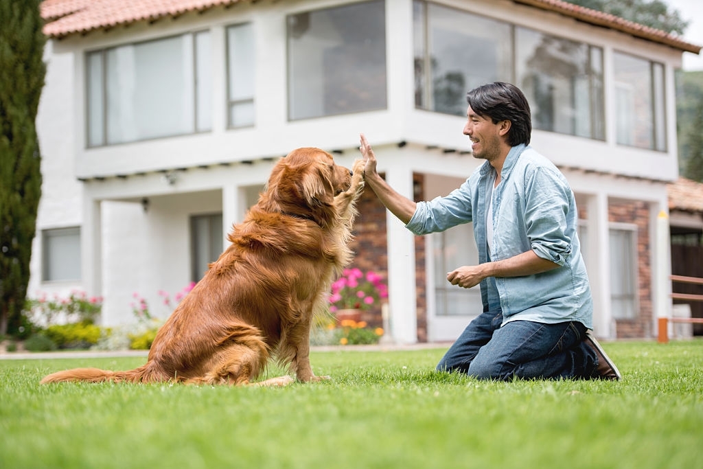 how to stop dog aggression by training 