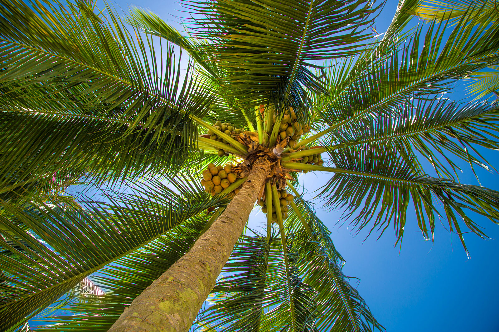 Palm tree in pool landscape